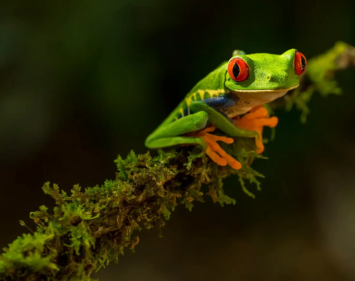 What Wildlife Will You Actually See in Costa Rica?