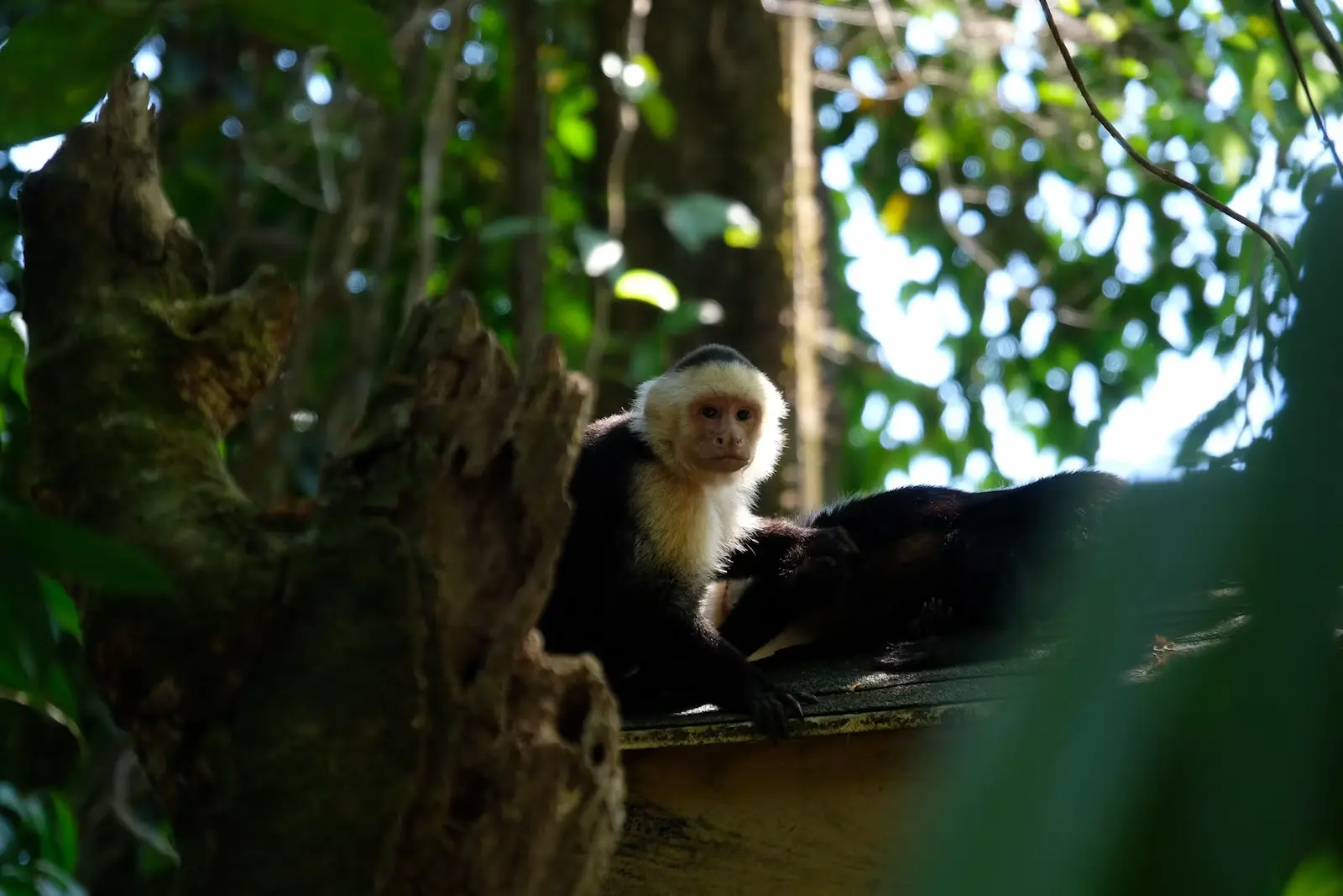 Manuel Antonio — 1