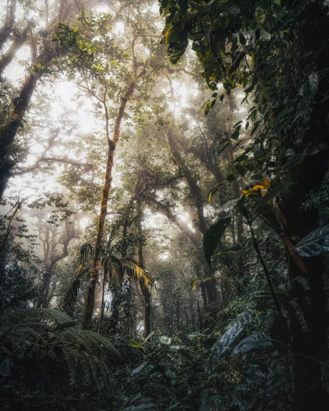 Monteverde — 1