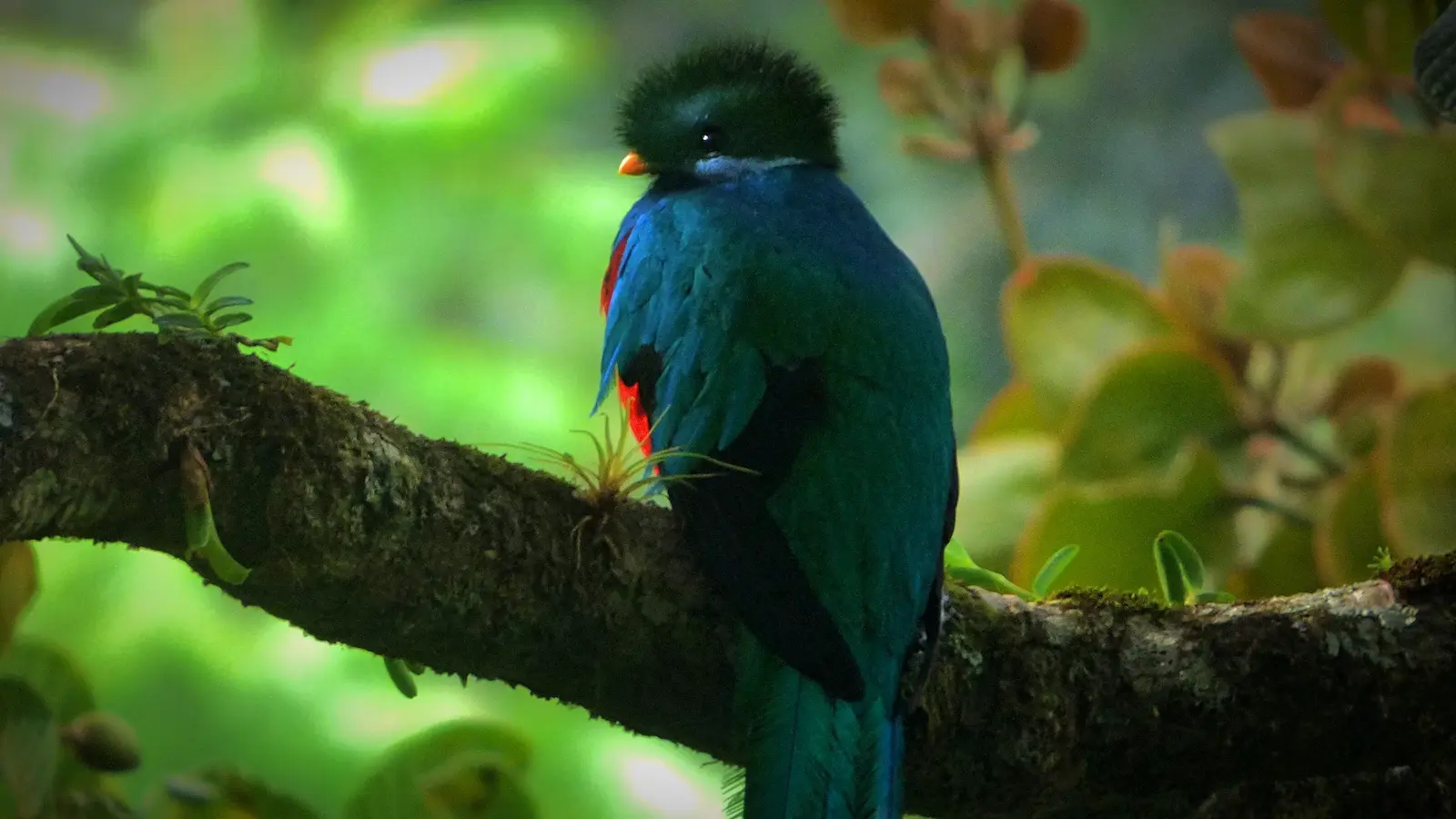 Monteverde — 2