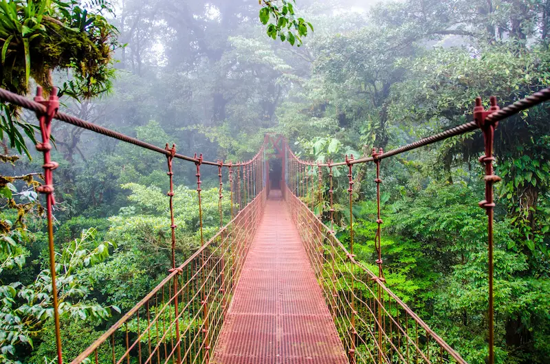 Dosel del bosque nuboso entre la niebla en Monteverde, Costa Rica